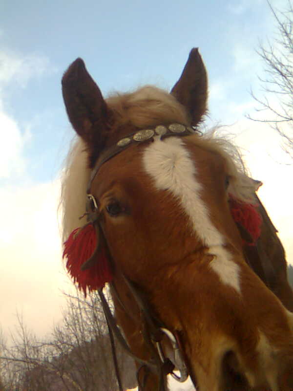Zima2009
