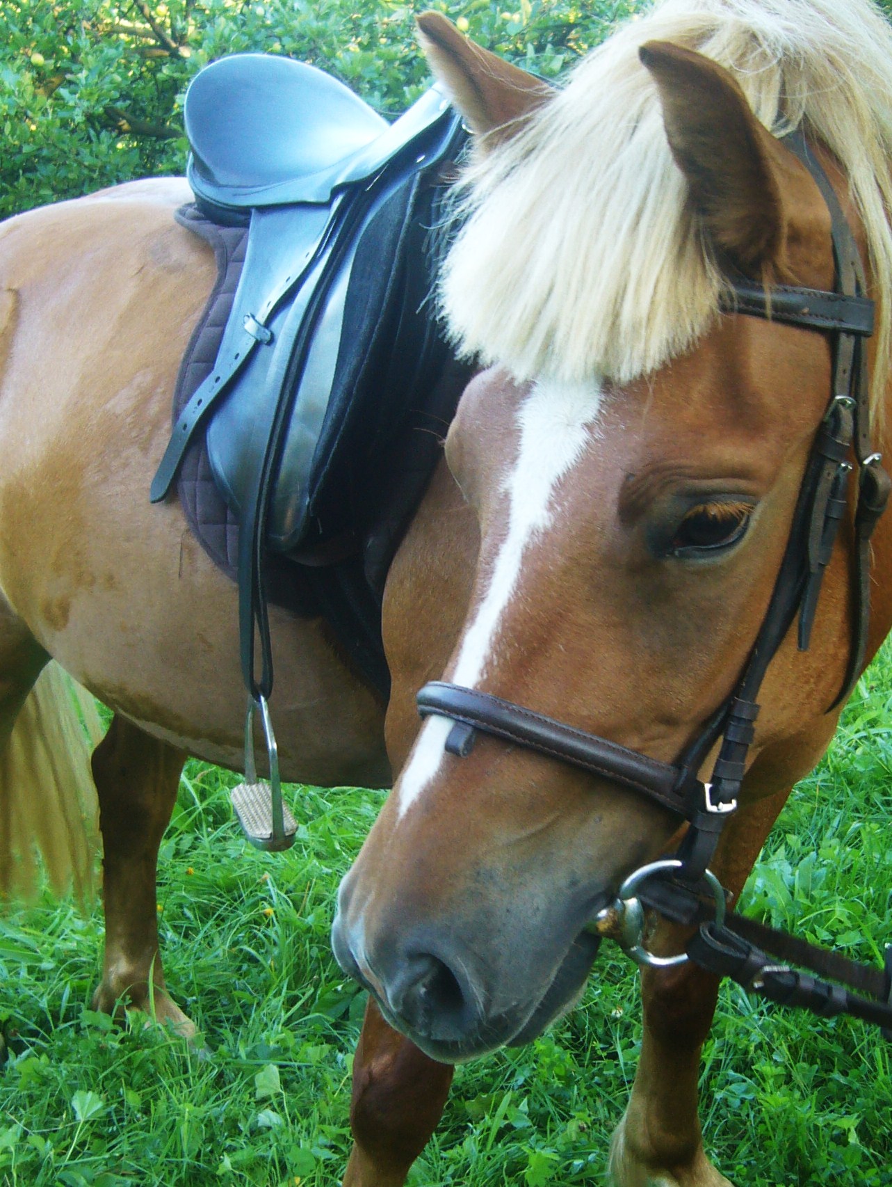 kockaa