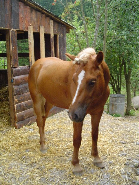 sisa2.JPG